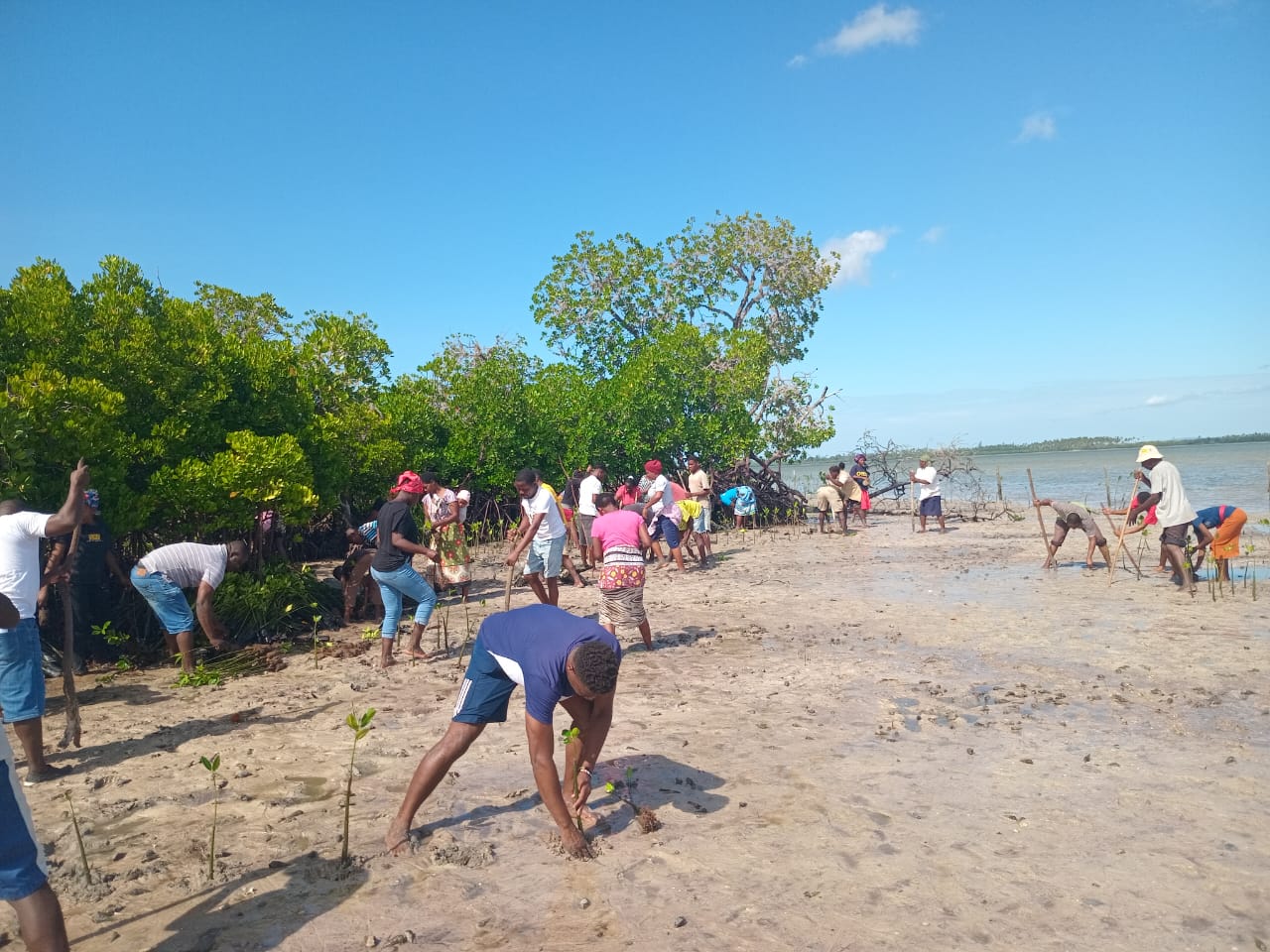 Mangrove 1