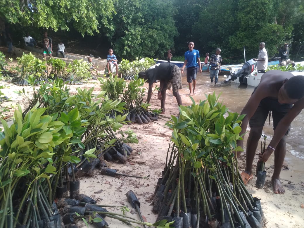 Mangrove 9